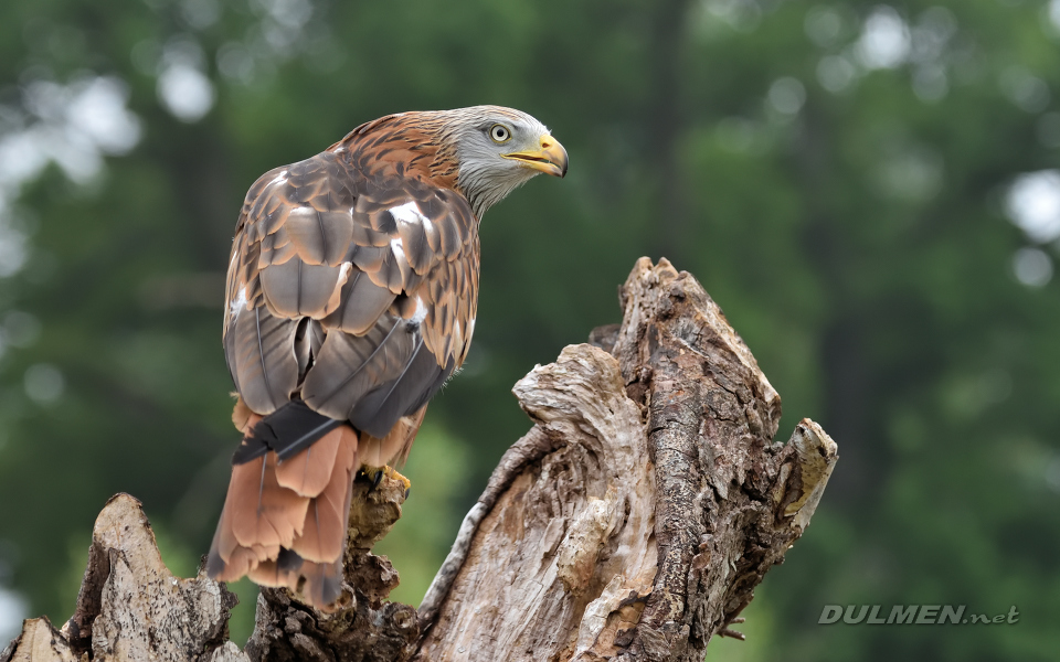 01 Red kite (Milvus milvus)